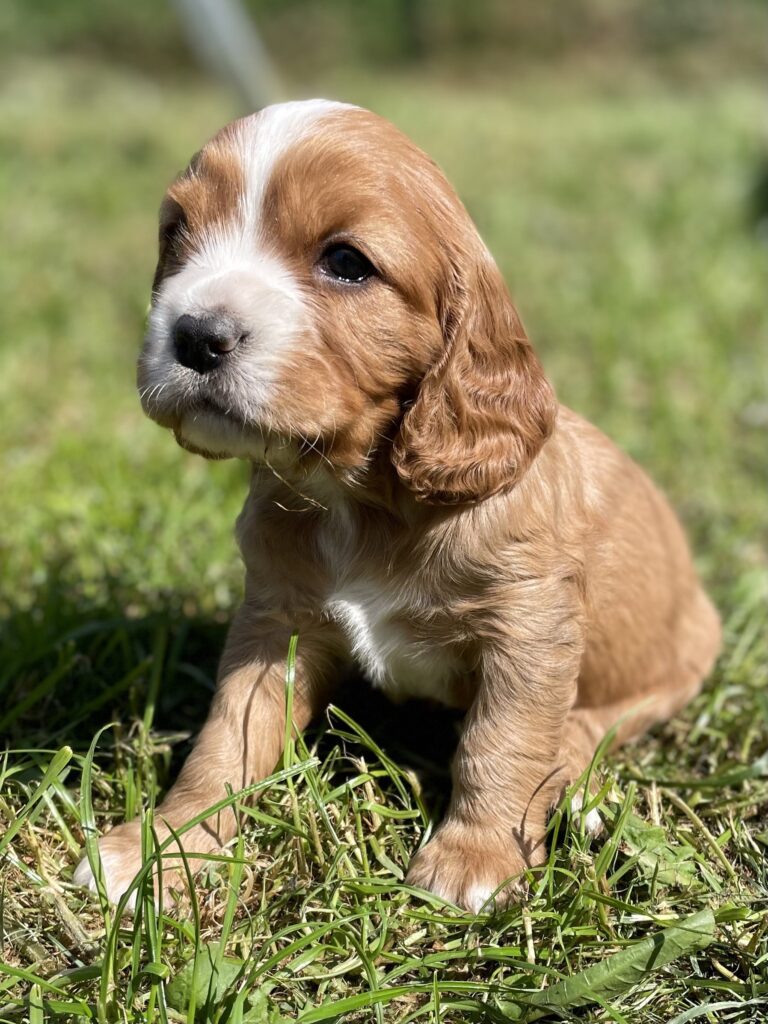 cocker spaniel hvalpe