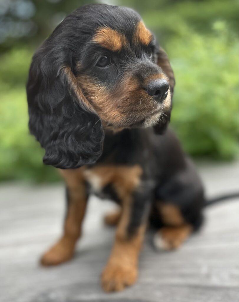 cockalier cavalier