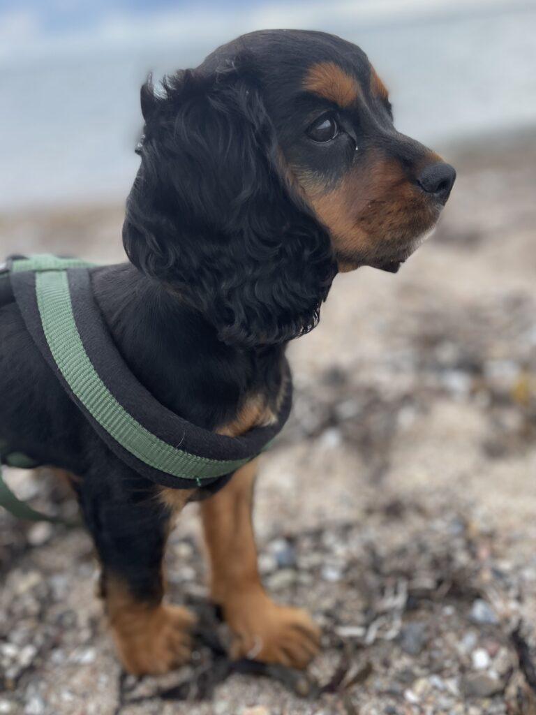 cavalier King Charles hvalp