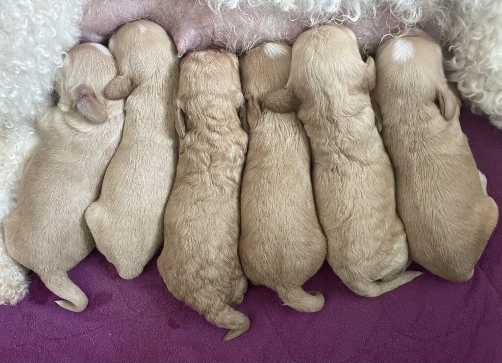 cavapoo søde hvalpe