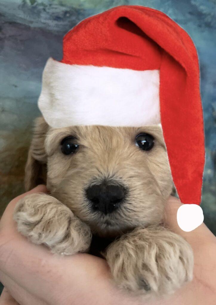 pudler puddel