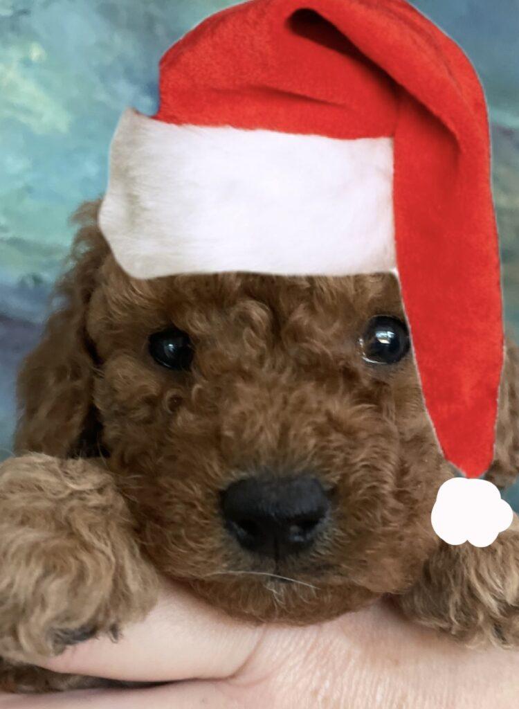 Cavalier King Charles