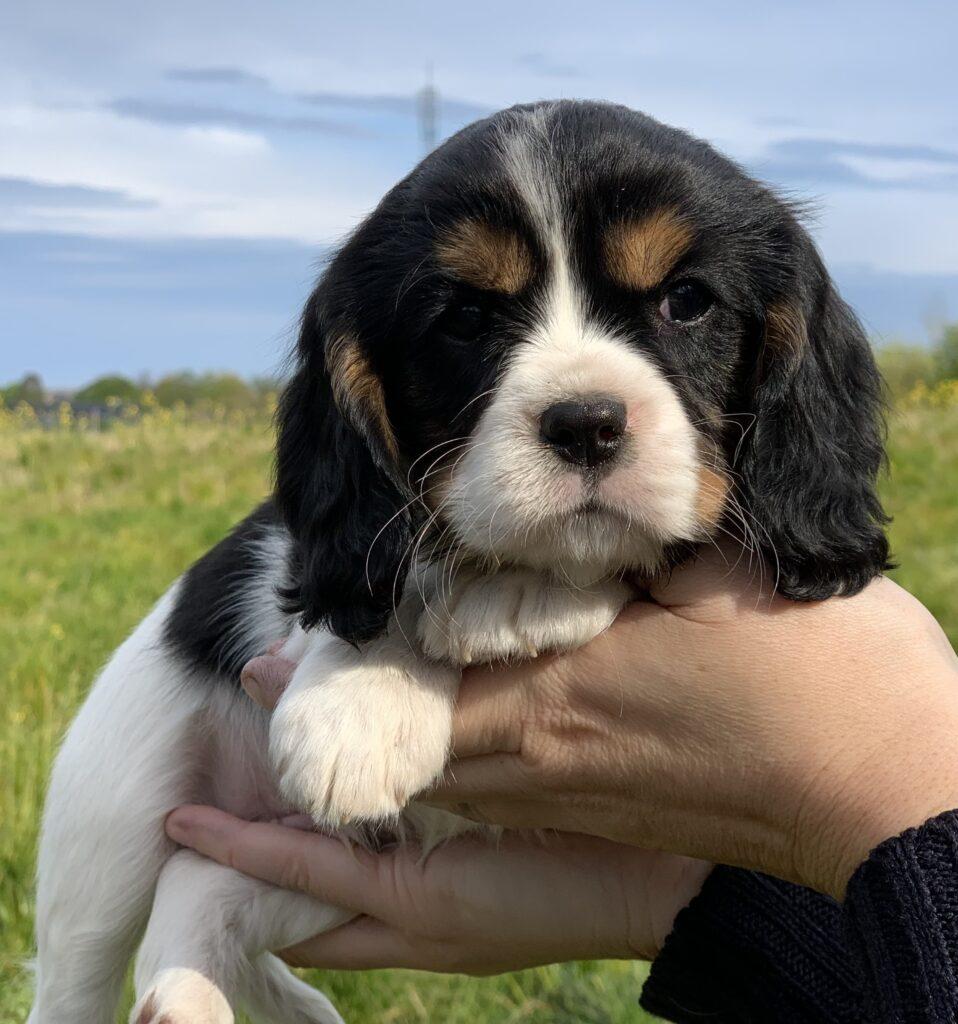 Cavalier King Charles hvalpe