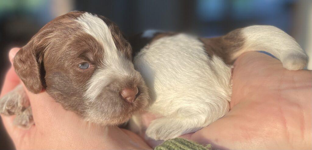 cockerpoo