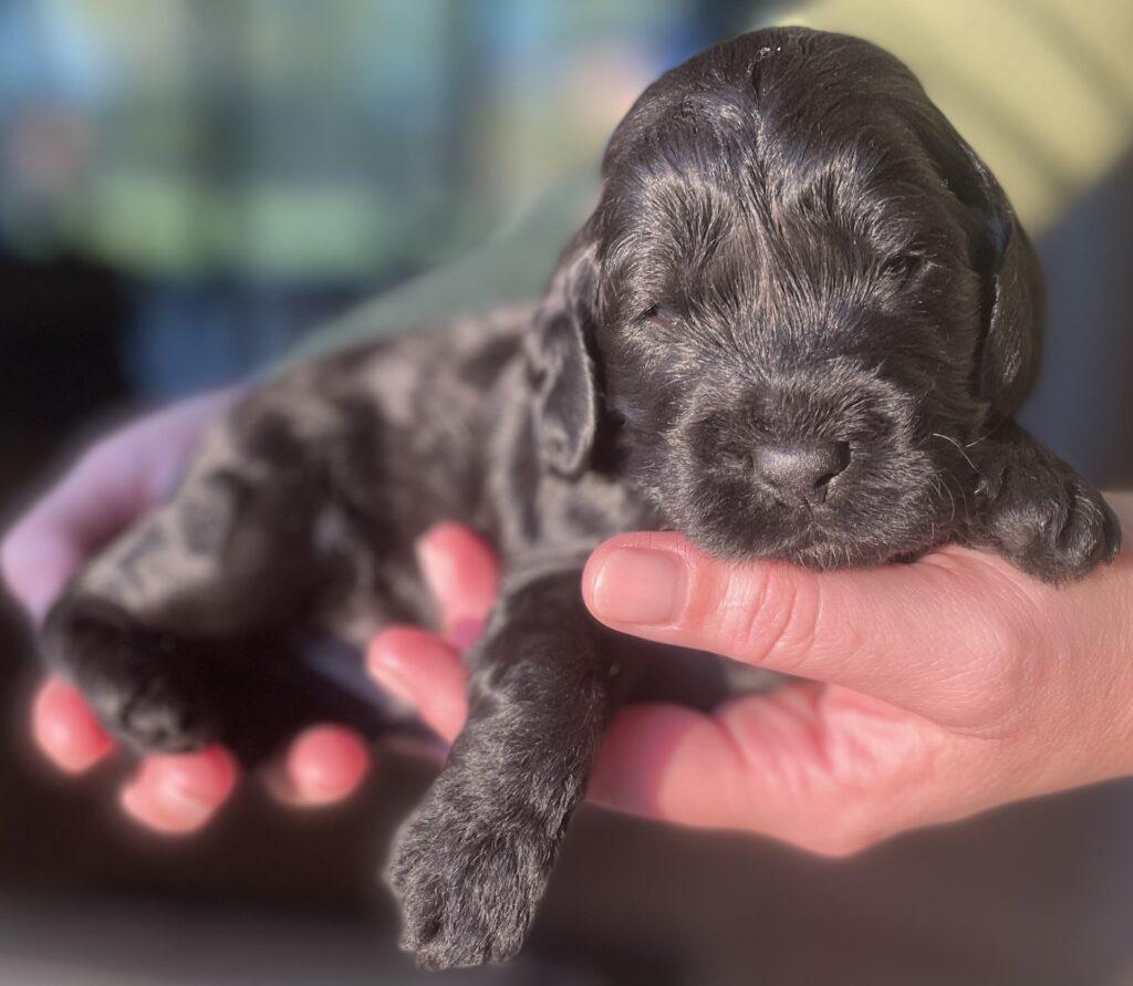 cockerspaniel
