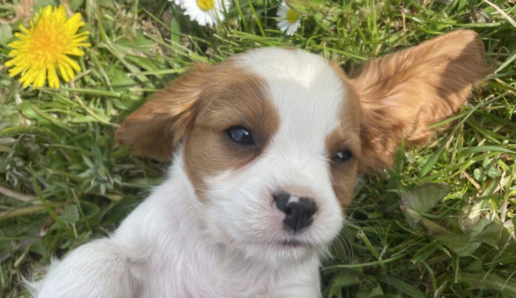 Cocker spaniel hvalpe