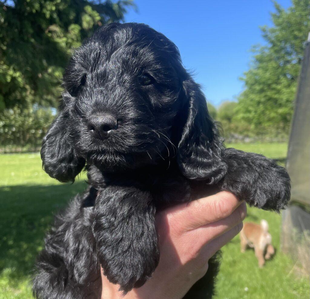Cockerdoodle cockerpoo hvalpe