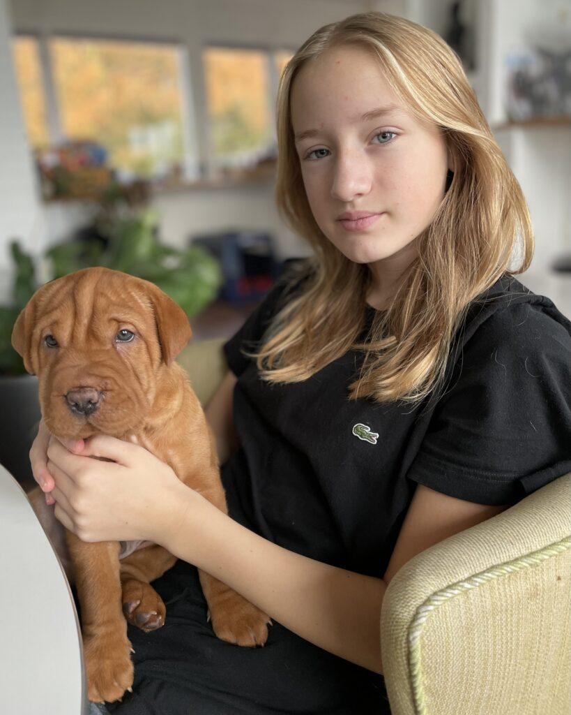 Cockapoo cocker spaniel hvalpe smukke hvalpe søde hvalpe doodle hvalpe