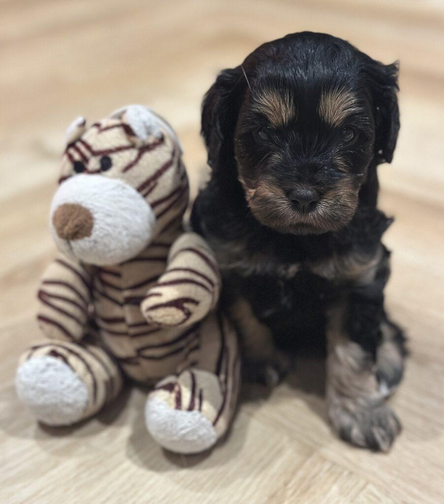 Cockalier hvalp Cockerpoo hvalpe Cocker Spaniel hvalpe Cavalier King Charles Toypuddel hvalpe Dværgpudel
