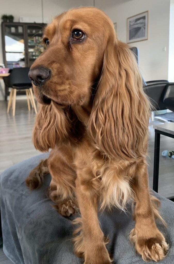 Engelsk Cocker Spaniel hvalpe cockere Cocker