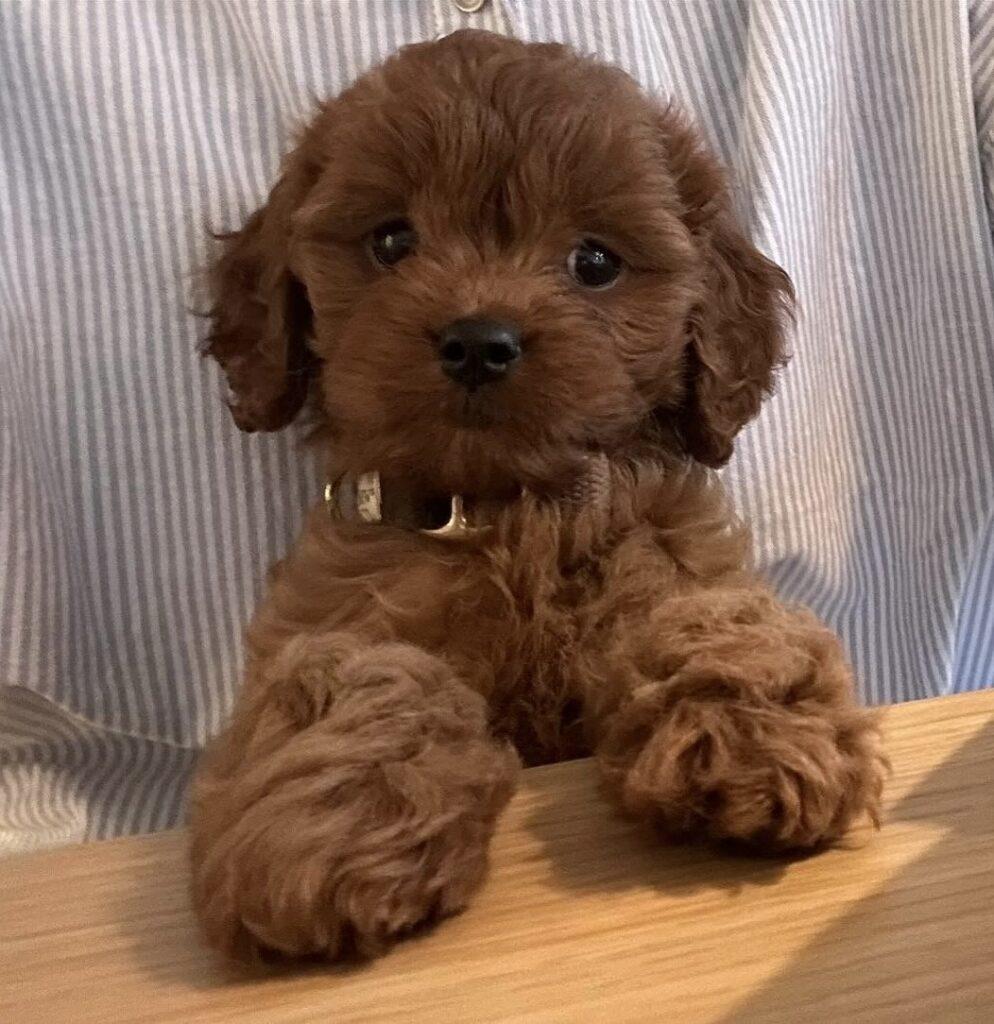 Cavapoo Cavalier King Charles stambog Pudel