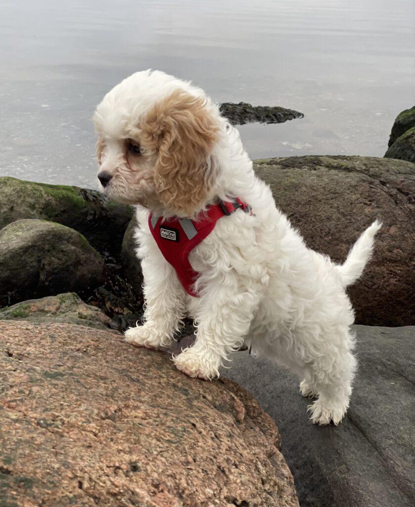 Cavapoo
hjerteskannet
Cavalier King Charles
Puddel
pudel