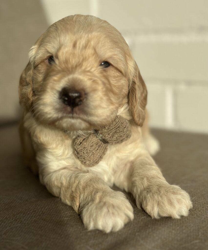 Cockapoo Cockerpoo