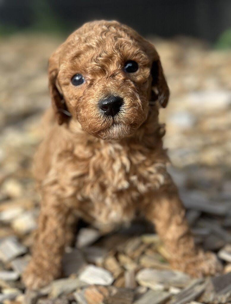 pudler dværgpudler hvalpe poodle