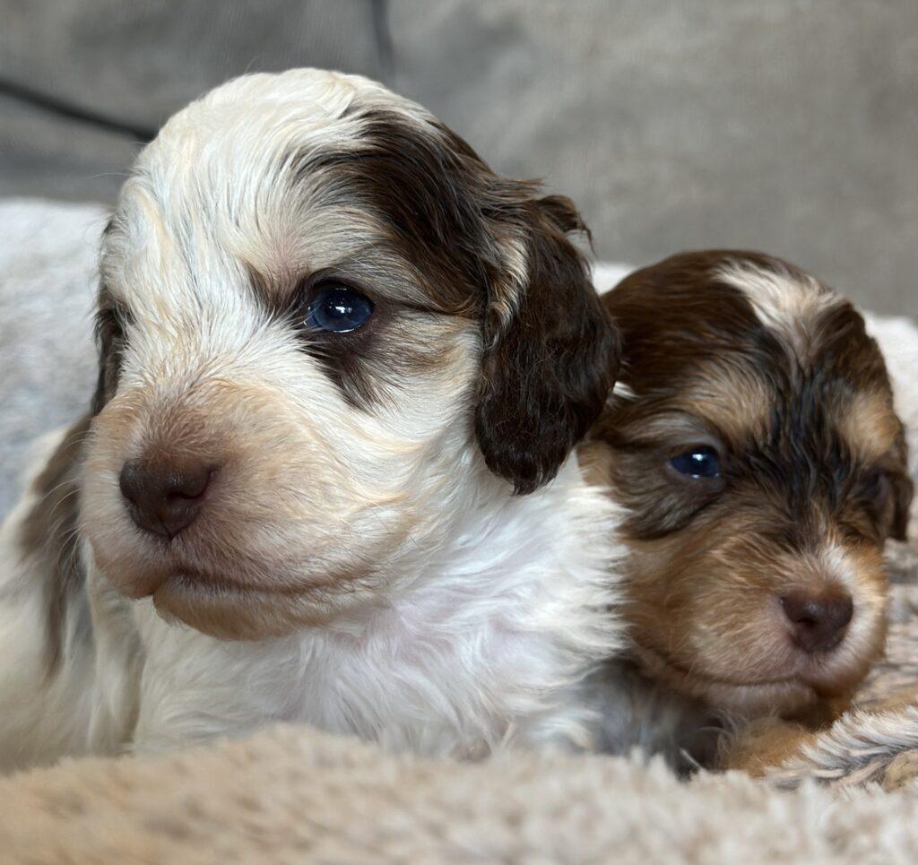 Cockapoo Cocker