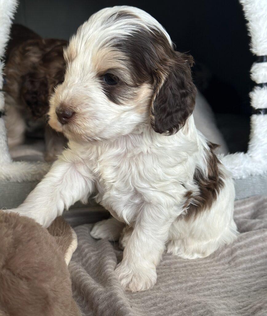 Cockapoo Cockerpoo