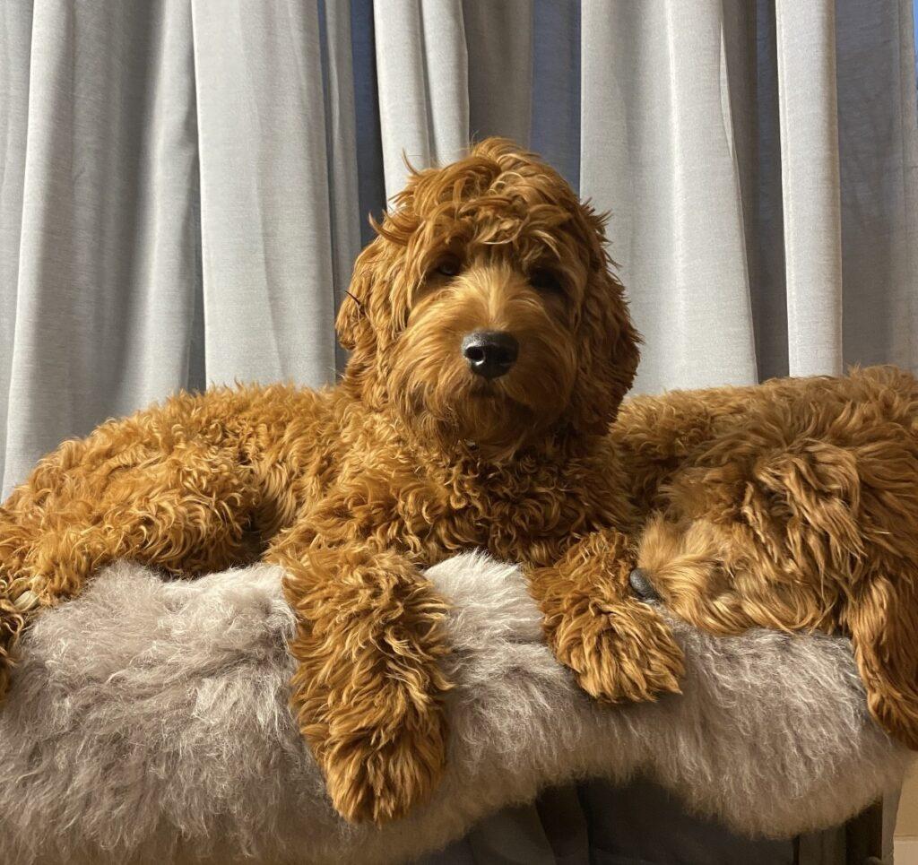 Cockerdoodle cockerpoo Cockapoo