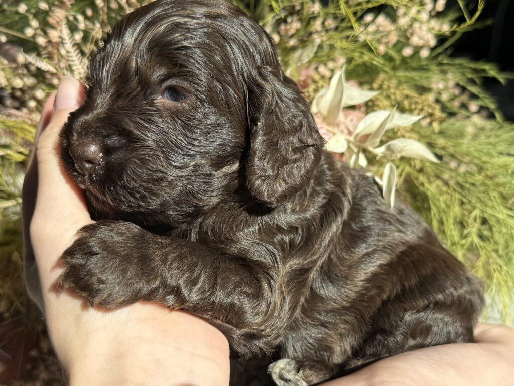 cockerpoo Engelsk Cocker spaniel