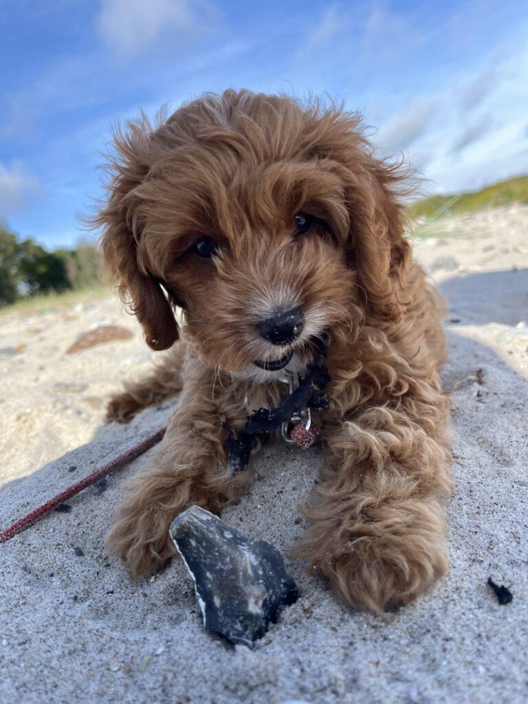 Cockerdoodle cockerpoo Cockapoo søde hvalpe