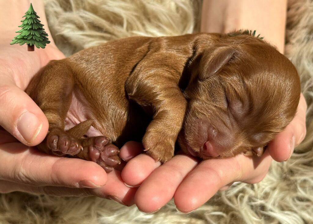 Cockapoo