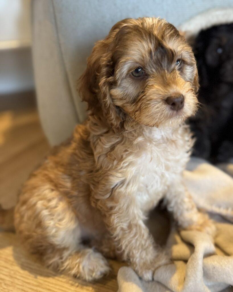 Cockapoo