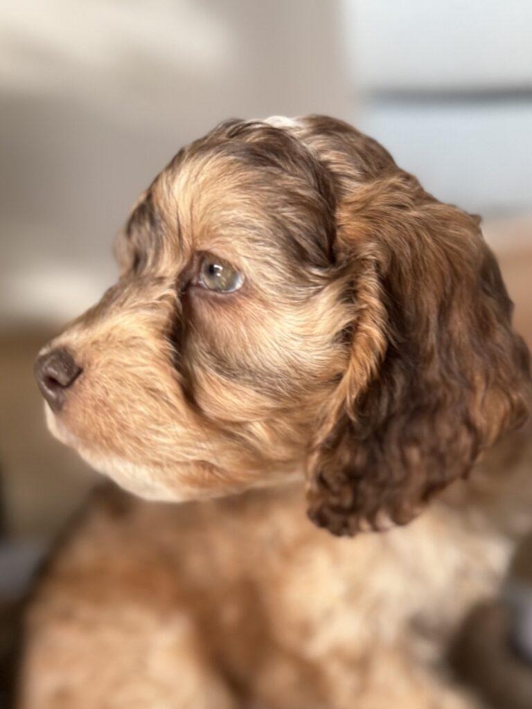 Cocker spaniel