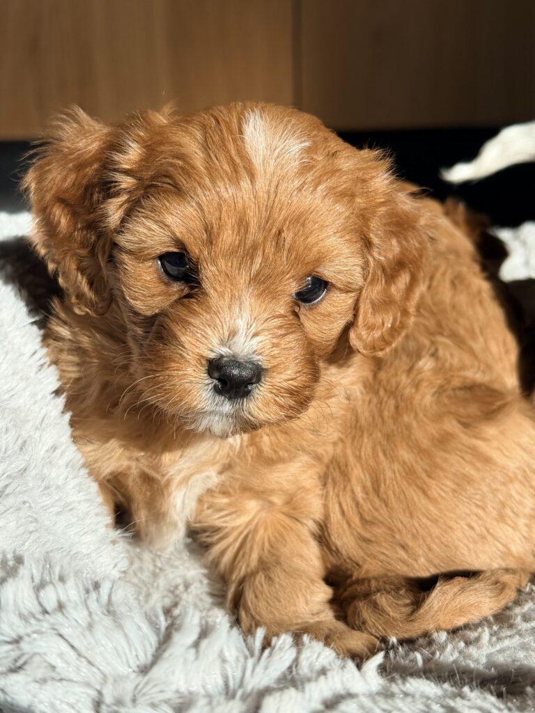 Cavapoo