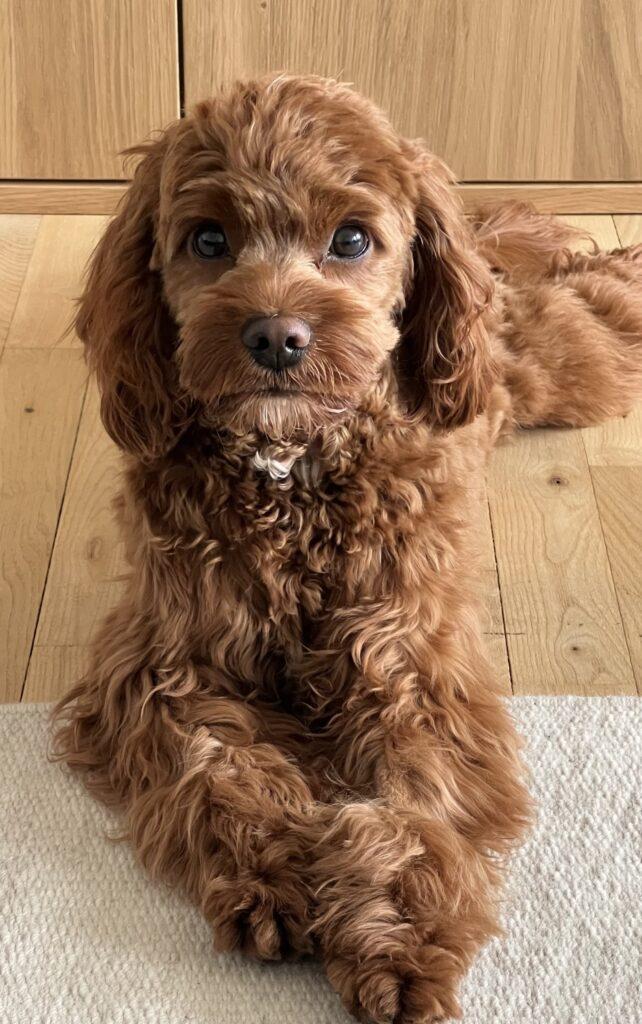 Cavapoo Cocker sunde hvalpe
