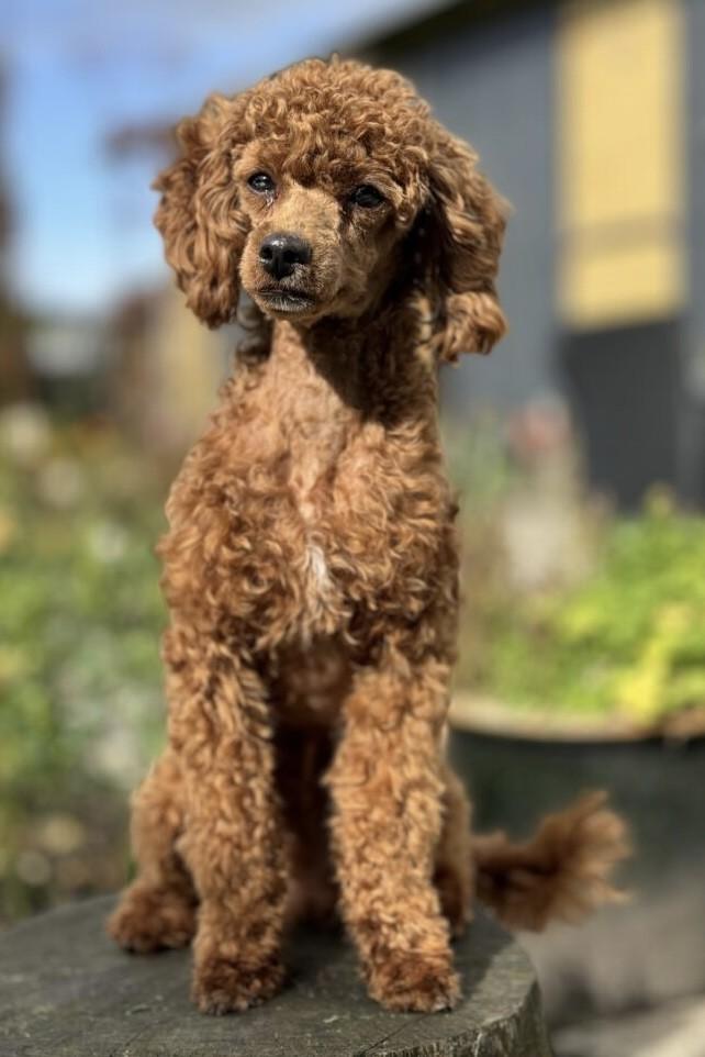 Toypuddel Cavapoo