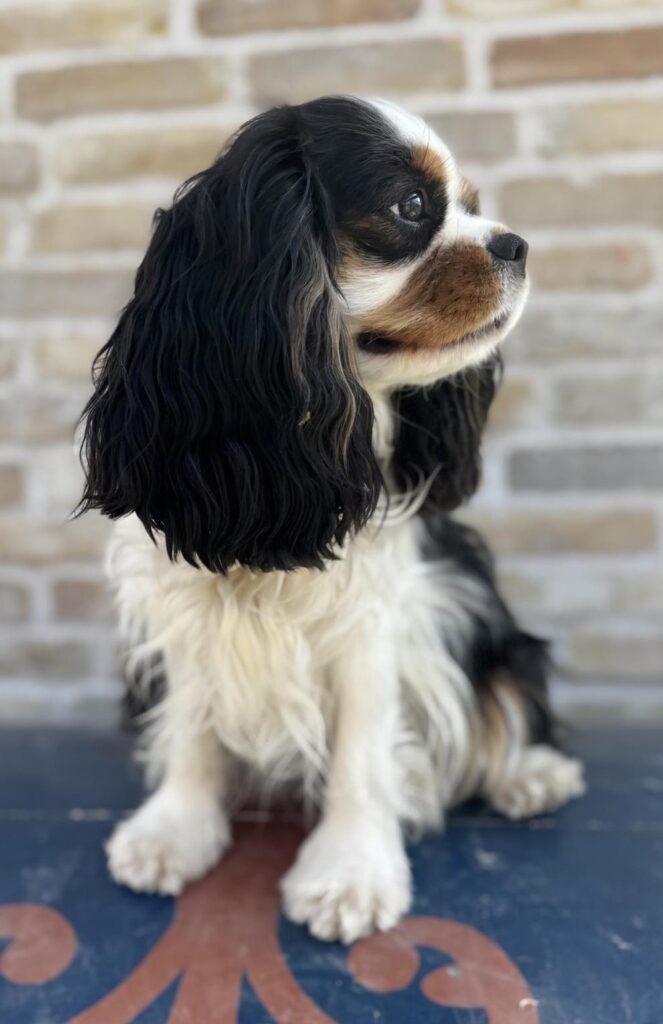 Cavapoo