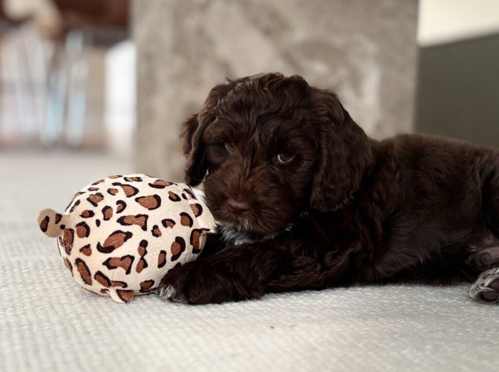 Cocker