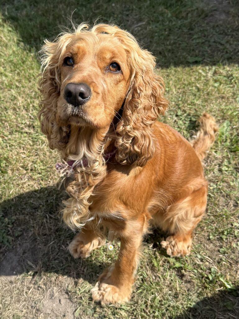 Cocker spaniel