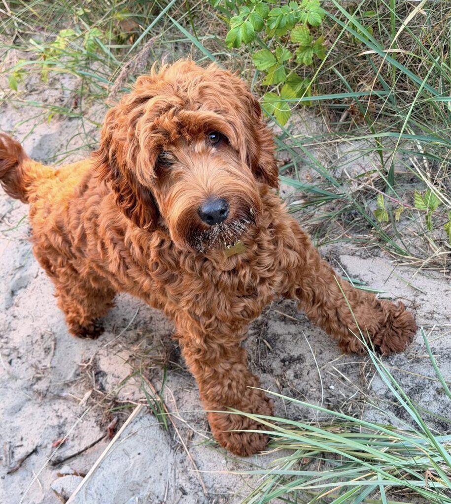 Cocker spaniel hvalpe