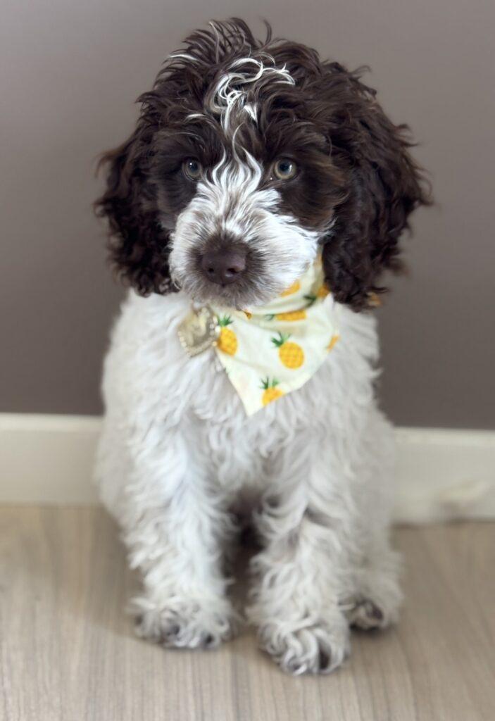 Cockapoo