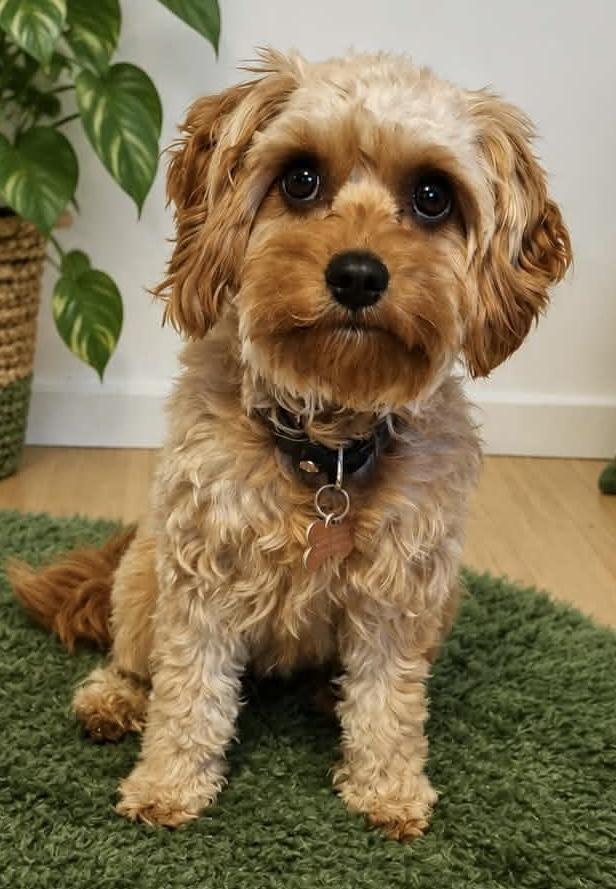 Cavapoo